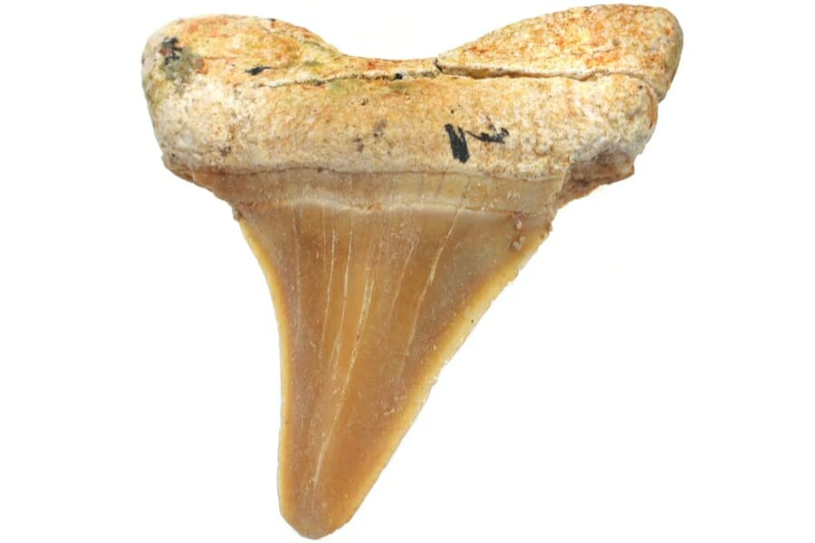 Close-up look at a shark tooth fossil