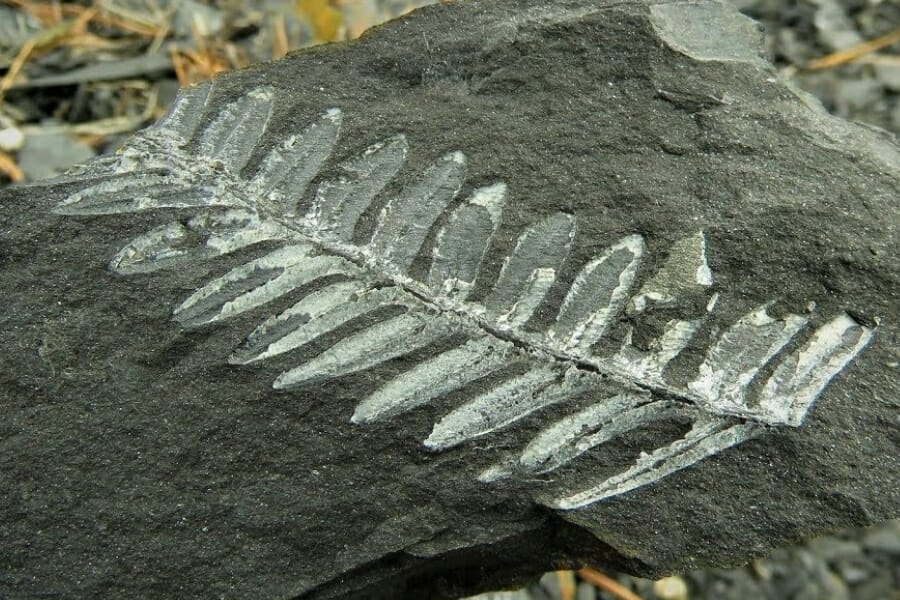 A white fern fossil in black shale found St. Clair
