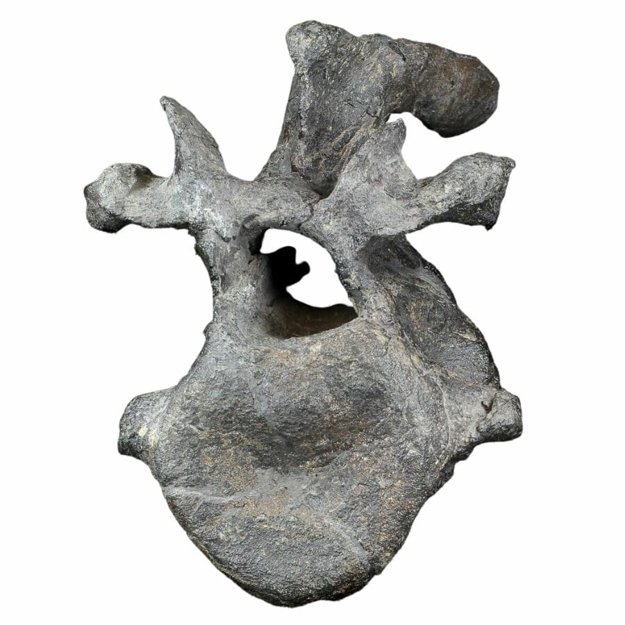 gray Stegosaurus cervical bone