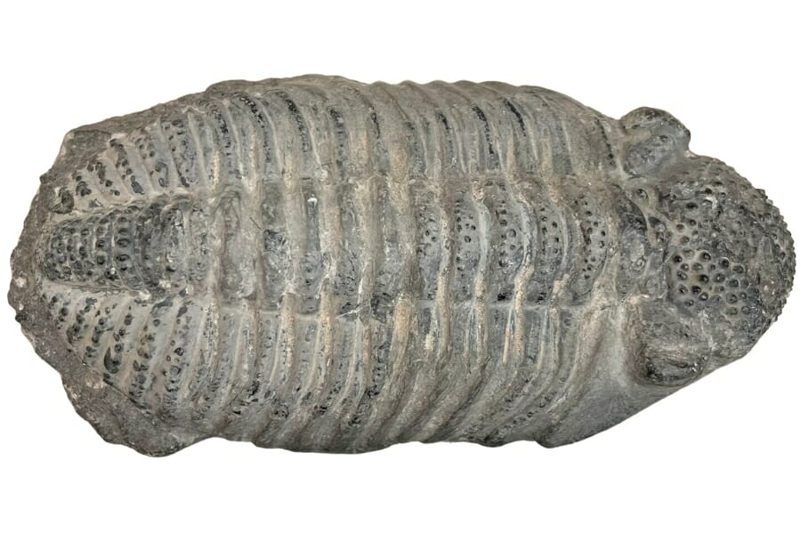 A detailed large Phacops trilobite fossil