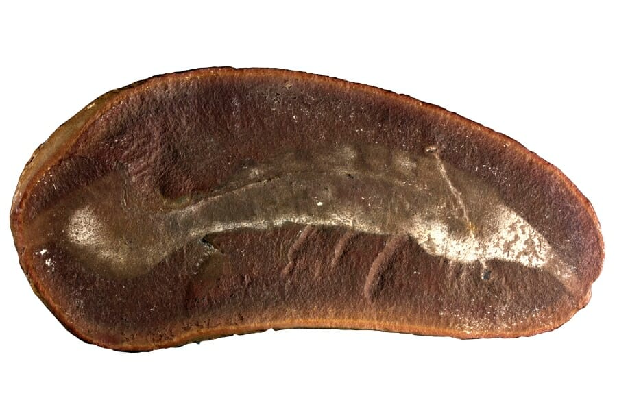 An oblong shaped fossilized Tully monster