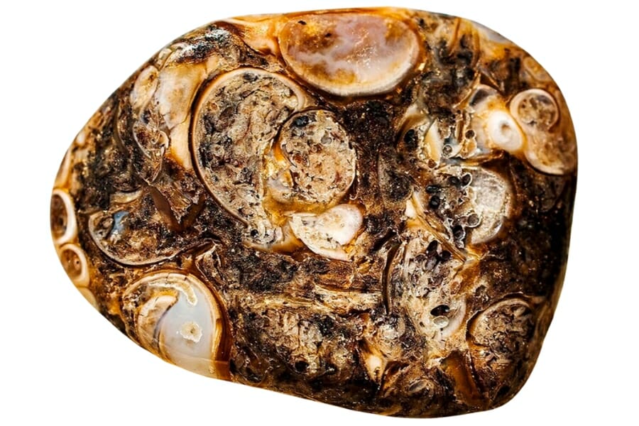 Close-up look at the details of a turritella agate