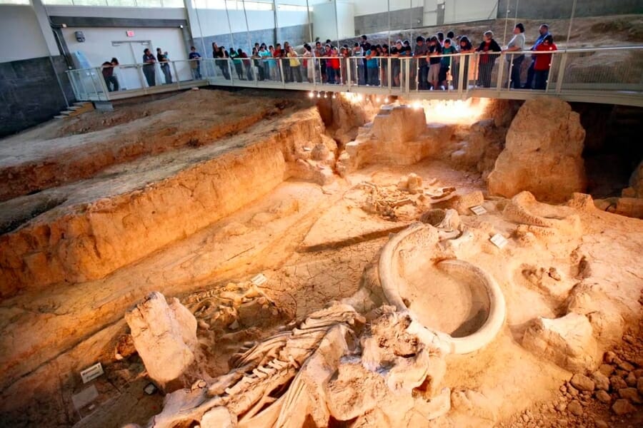 A look at the interesting excavated remains of 22 female and baby mammoths at the Waco Mammoth National Monument