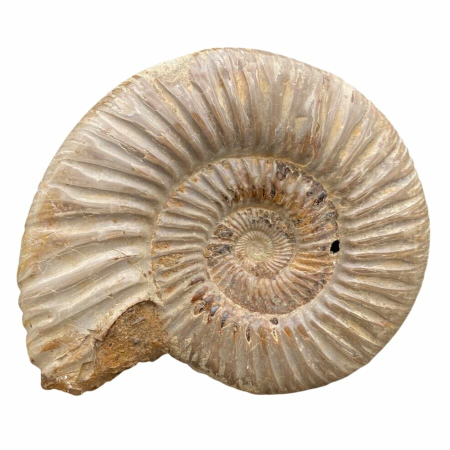 beige ammonite fossil showing the ridges of the shell