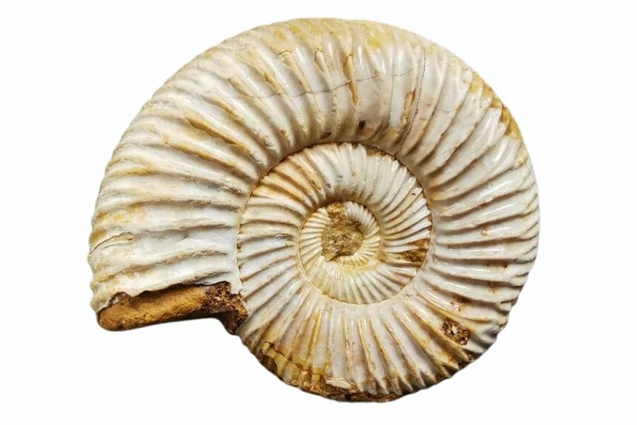 ammonite fossil with clear ridges and some damage