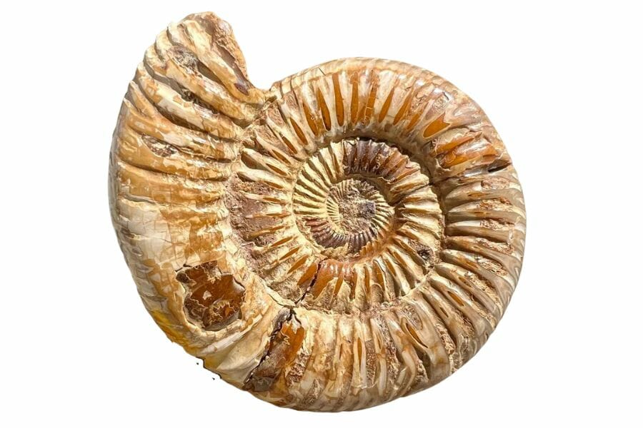 ammonite fossil with clear ridges and sections
