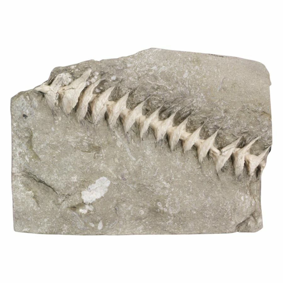 Archmides screw fossil embedded in a rock
