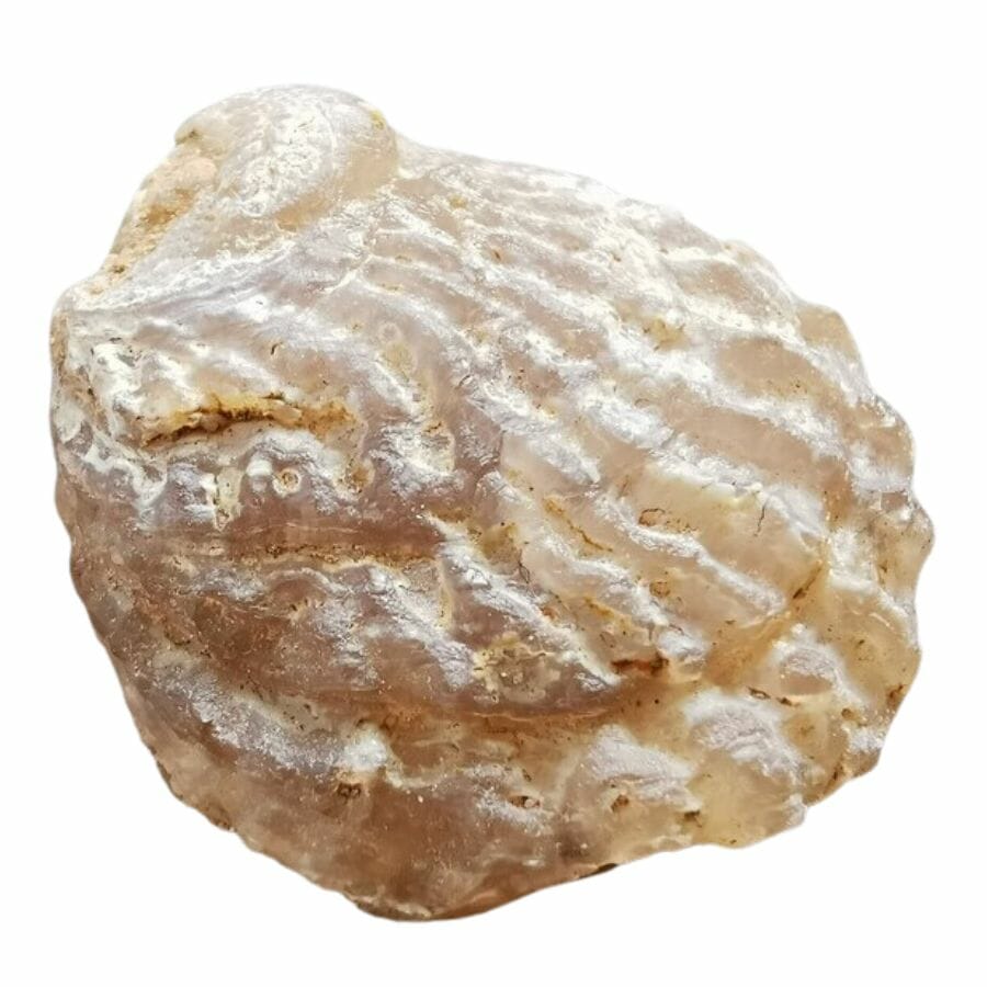 beige bivalve fossil clearly showing the clear ridges of the shell