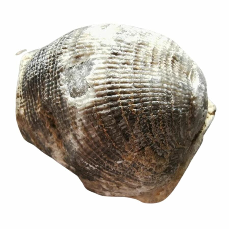 brachiopod fossil showing the shell's ridges