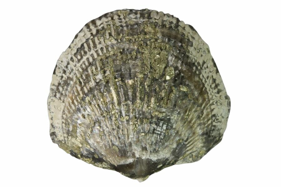 Intact brachiopod fossil with some pyrite crystals