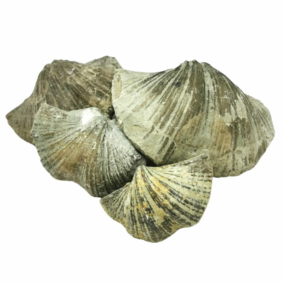 five brachiopod shell fossils