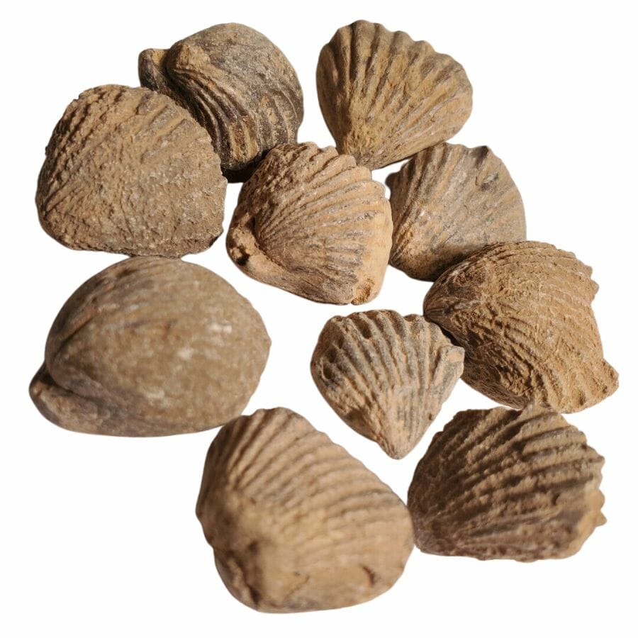 10 brachiopod fossils