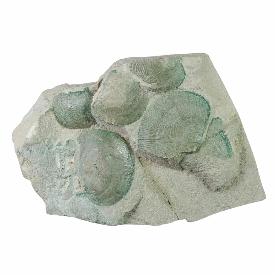 six green brachiopod fossils embedded in a gray rock