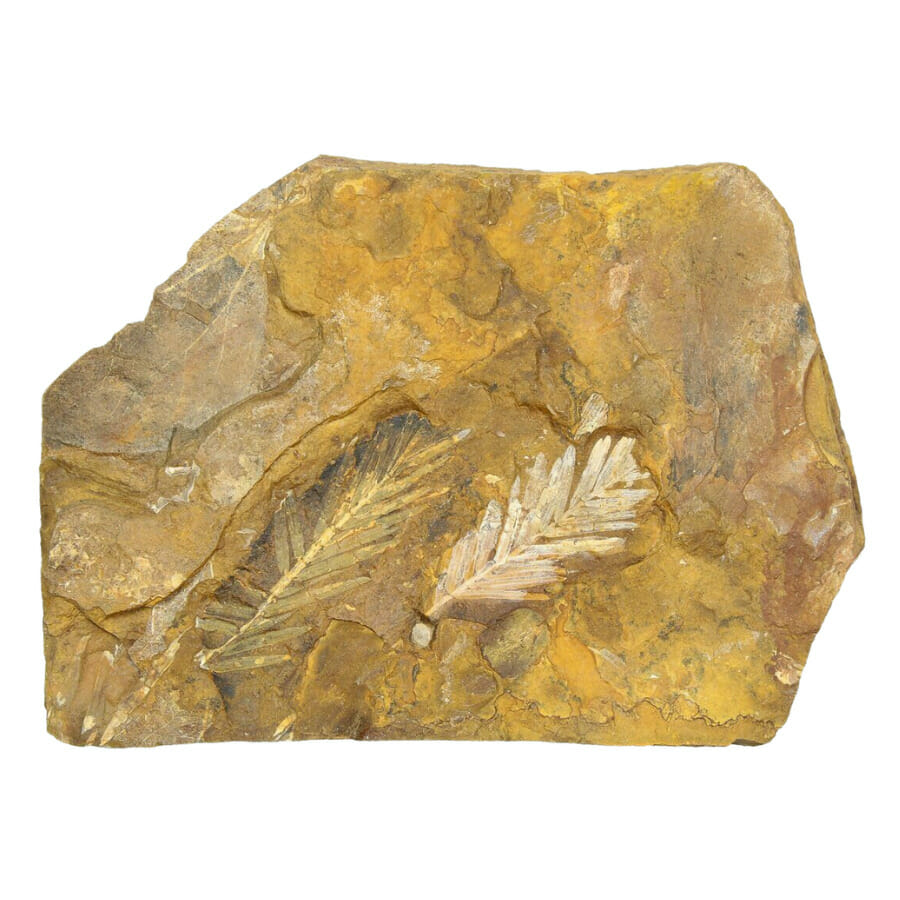 impressions of conifer leaves on a rock