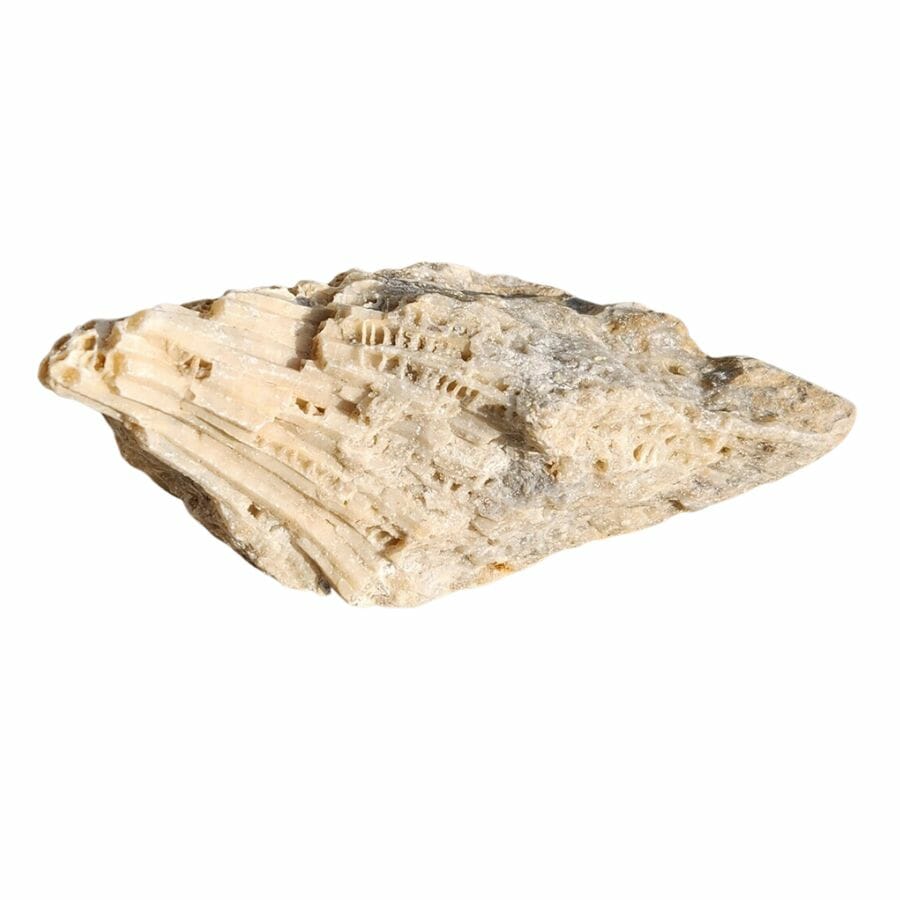 beige coral fossil showing the texture of the coral