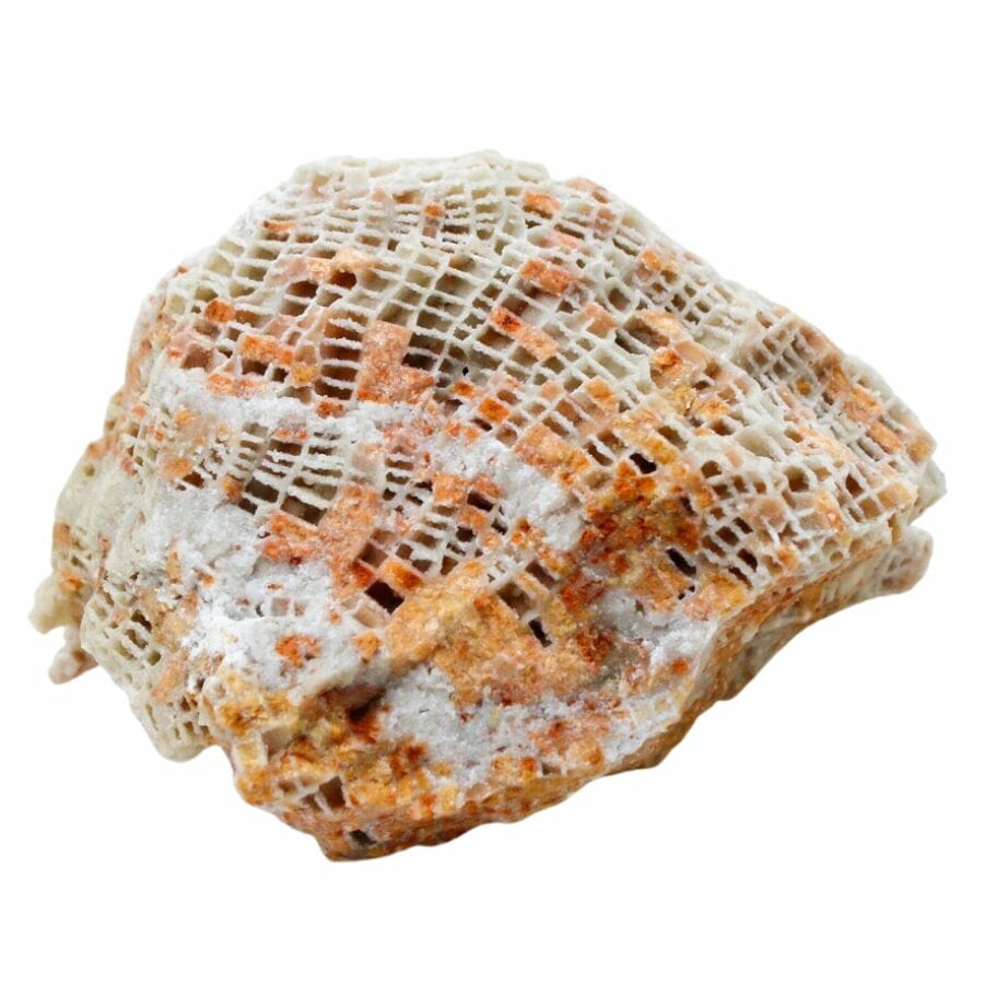 coral fossil with white and orange sections, showing the texture of the coral