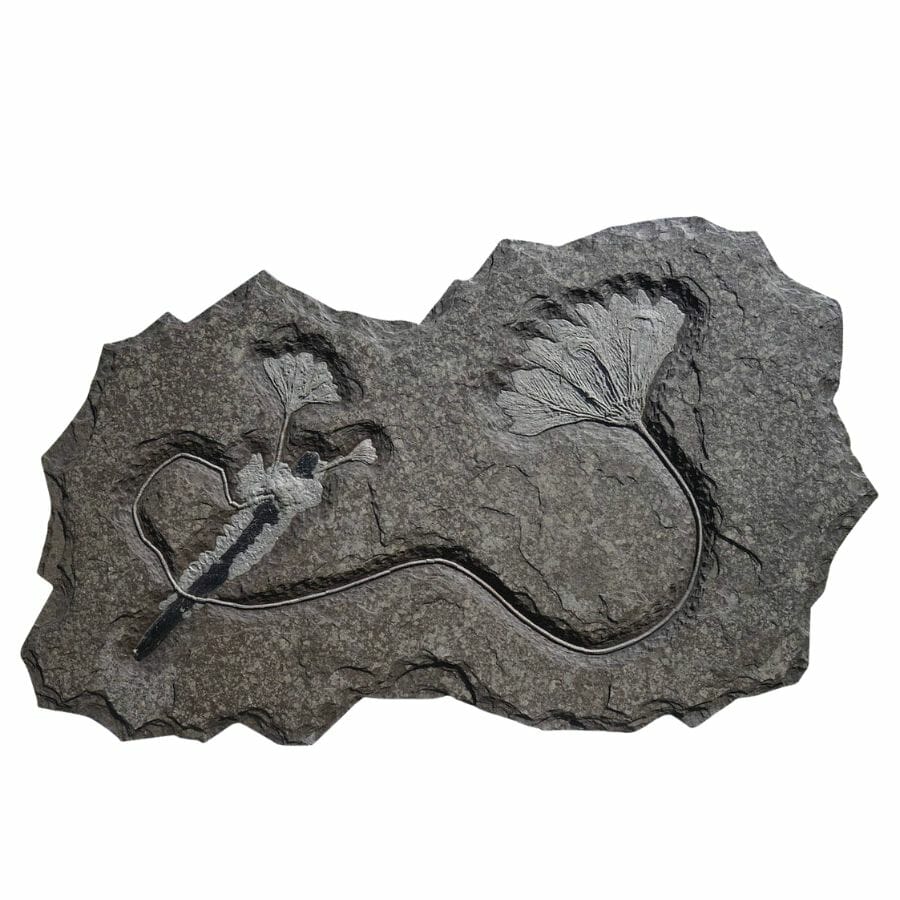 rock slab with the impression of a crinoid