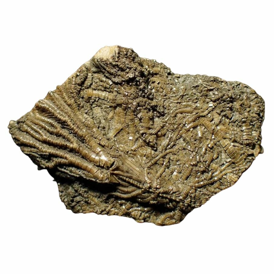 brown rock with fossils of mutiple crinoids