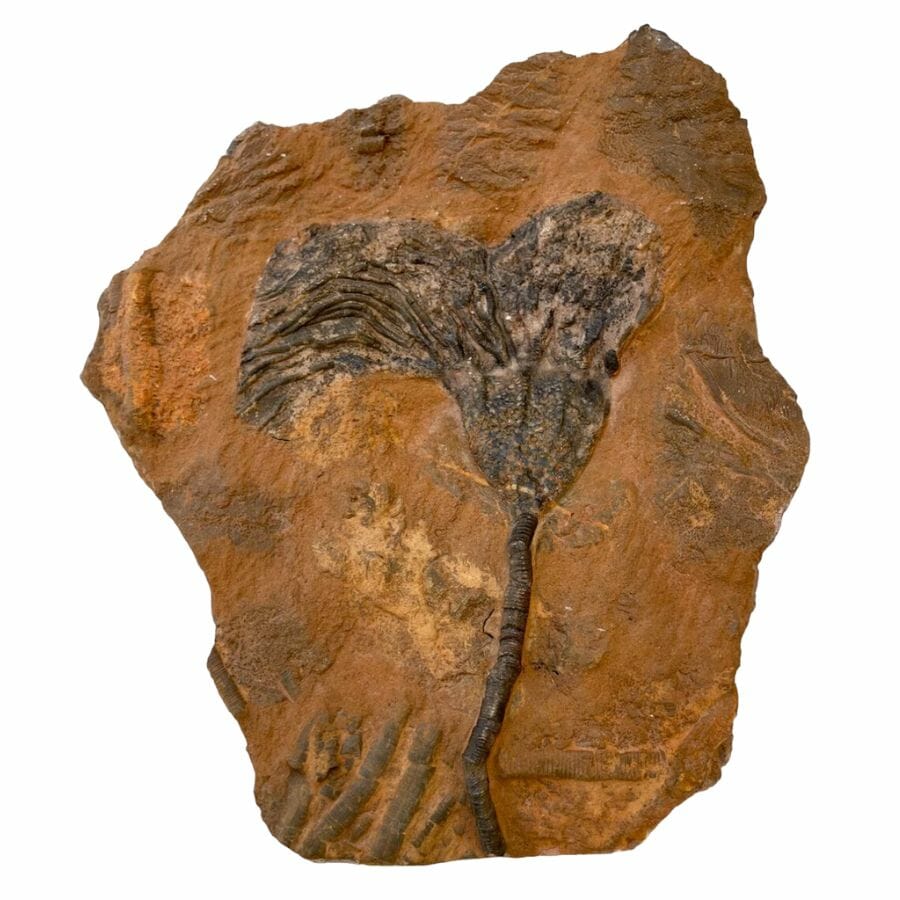 dark-colored crinoid head and stem fossil on a brown rock