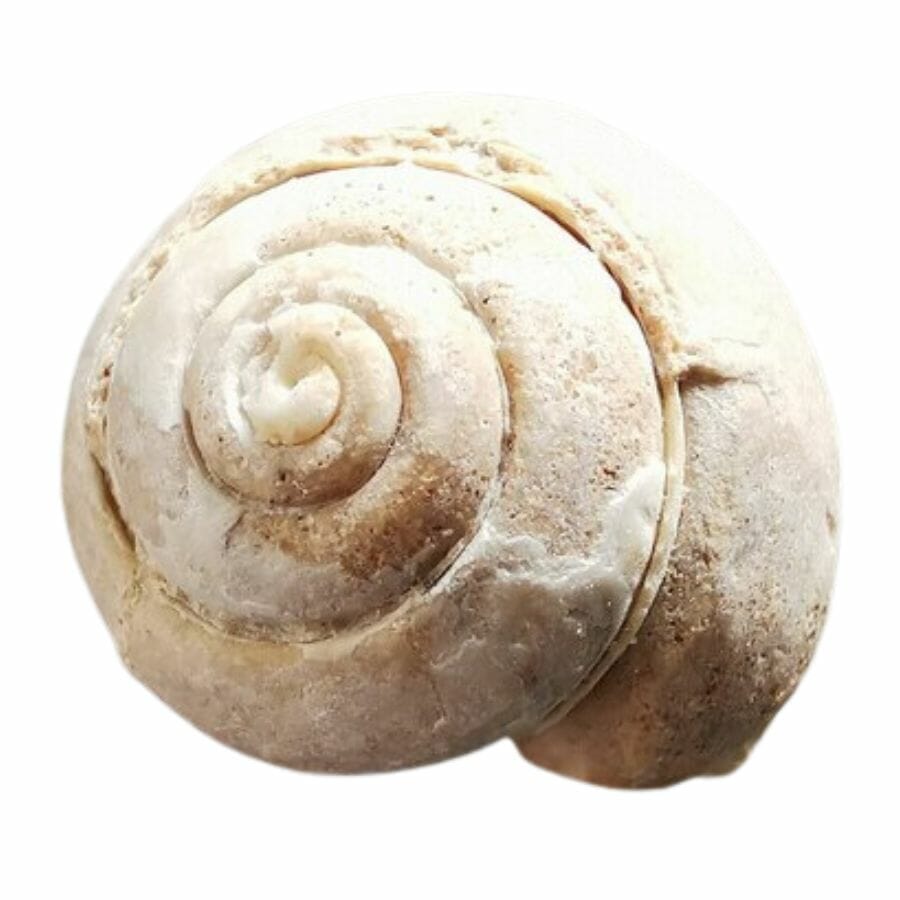 beige gastropod fossil with clear details