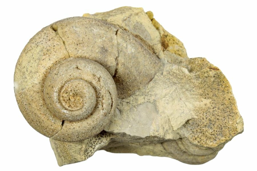 gastropod fossil on a rock, with the curl of the shell clearly visible