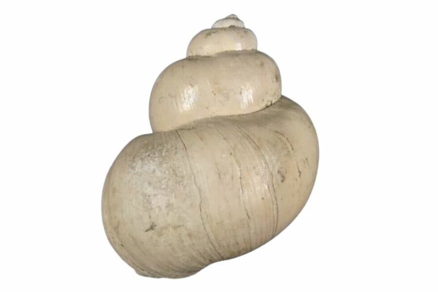 beige gastropod fossil with a smooth surface and clear sections