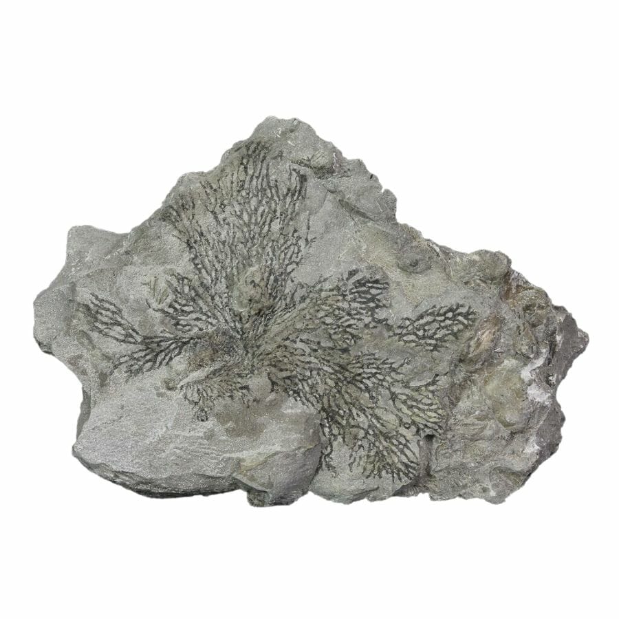 black graptolite fossils embedded in a rock
