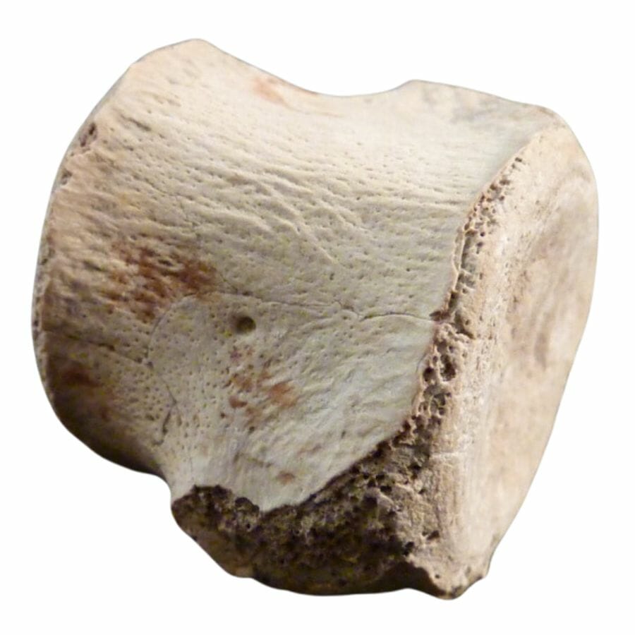 white rounded hadrosaur vertebrae