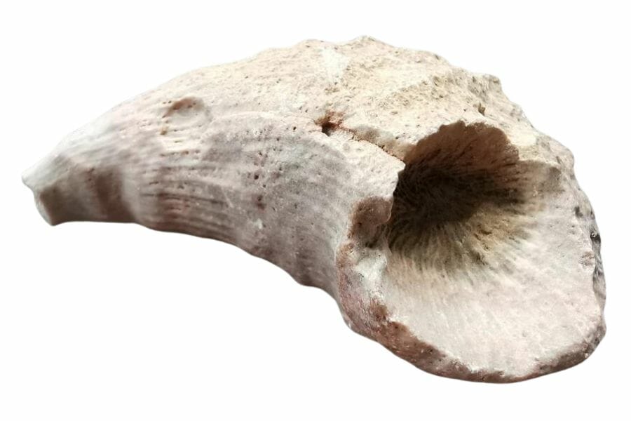beige fossilized horn coral fossil with textured surface
