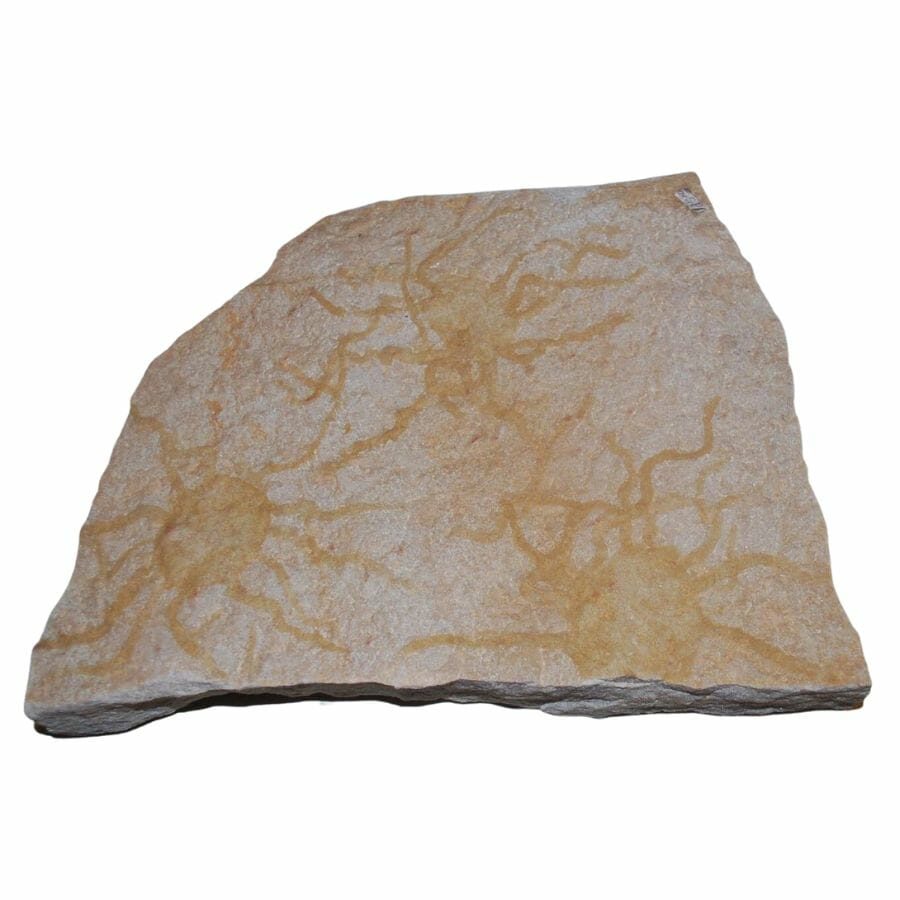 three jellyfish impressions on a slab of rock