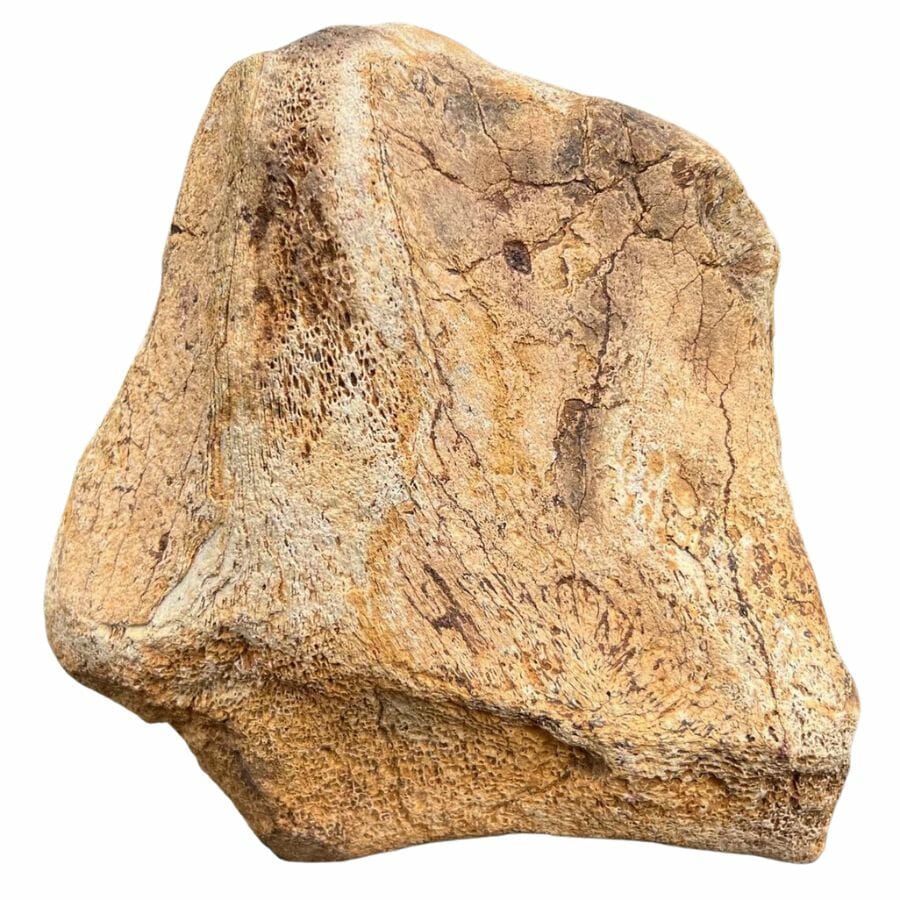 mammoth scapular bone with rough texture