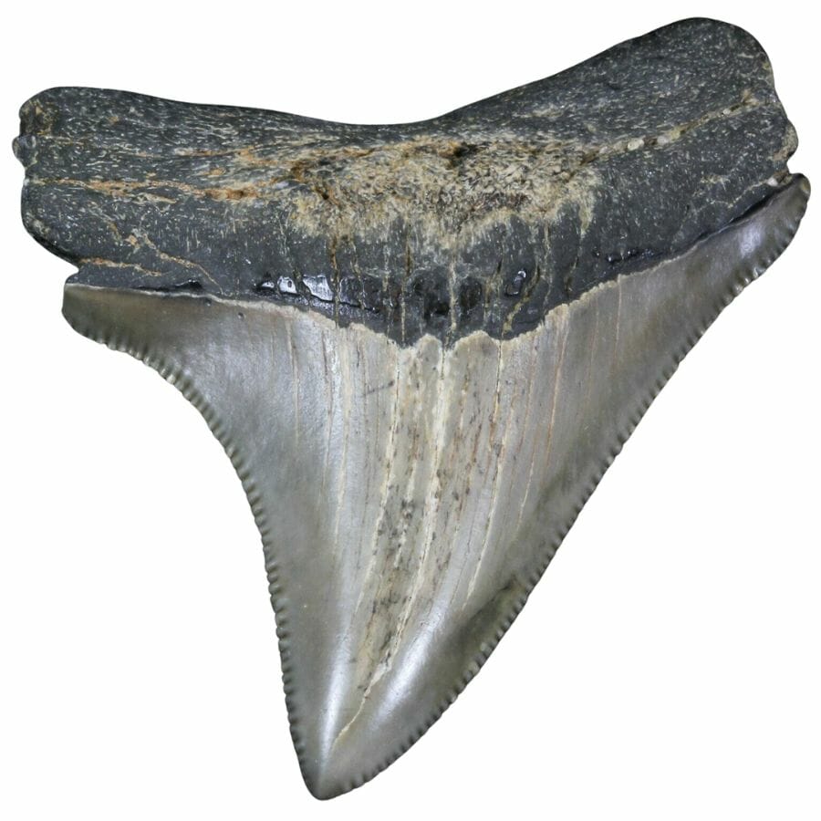 gray megalodon tooth with serrated edges
