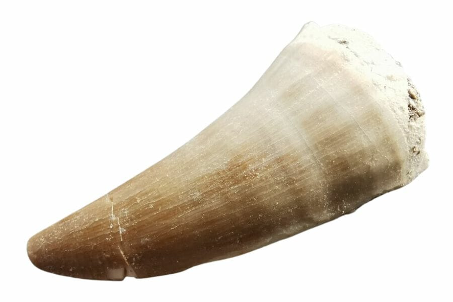 complete Mosasaur tooth fossil with texture lines