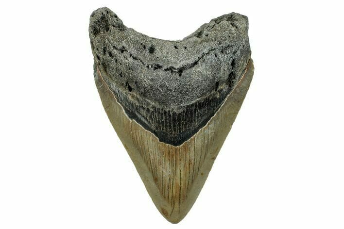 A well-preserved Megalodon tooth fossil found locally in North Carolina
