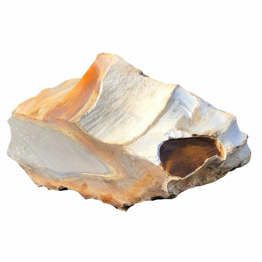 opalized wood showing wood rings