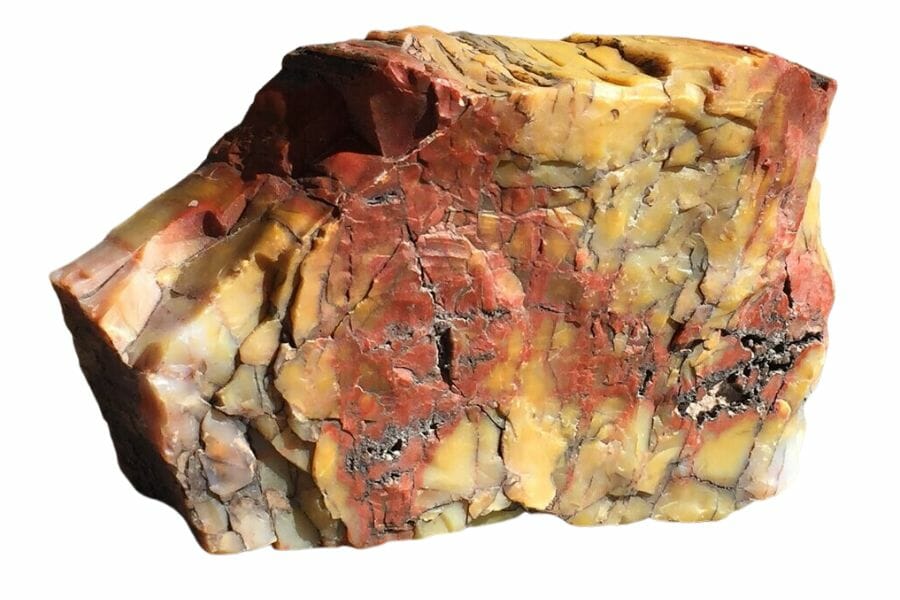 petrified wood with red and yellow sections