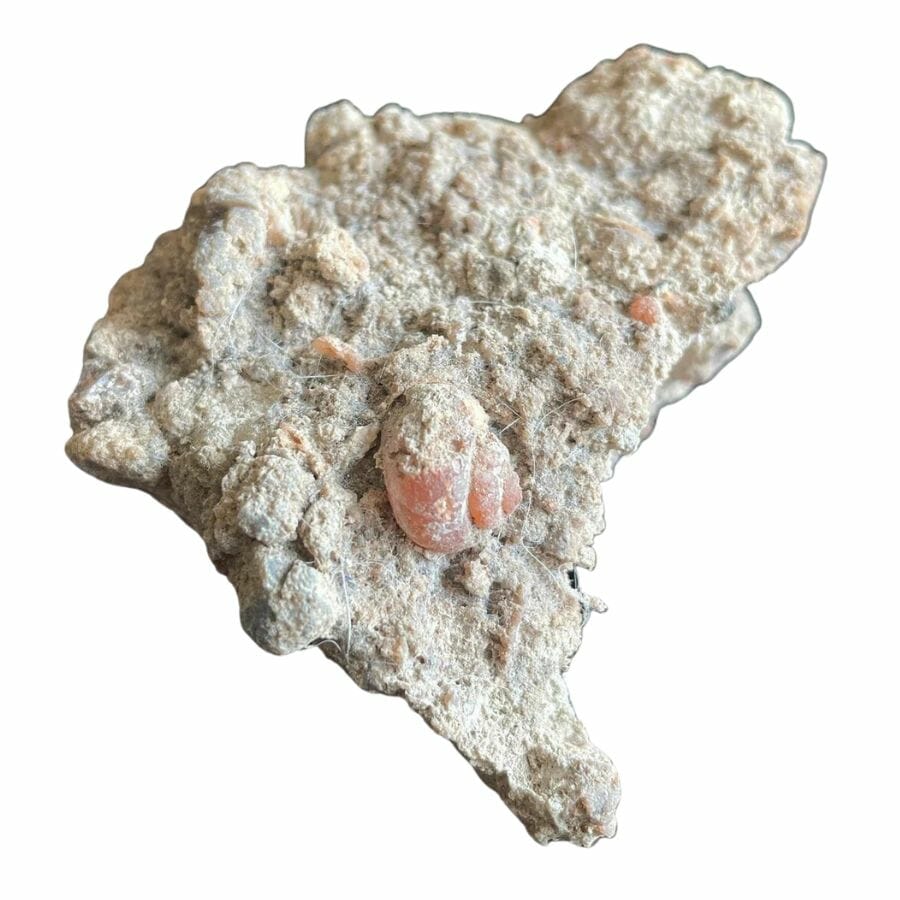 red agatized snail fossil on a white rock