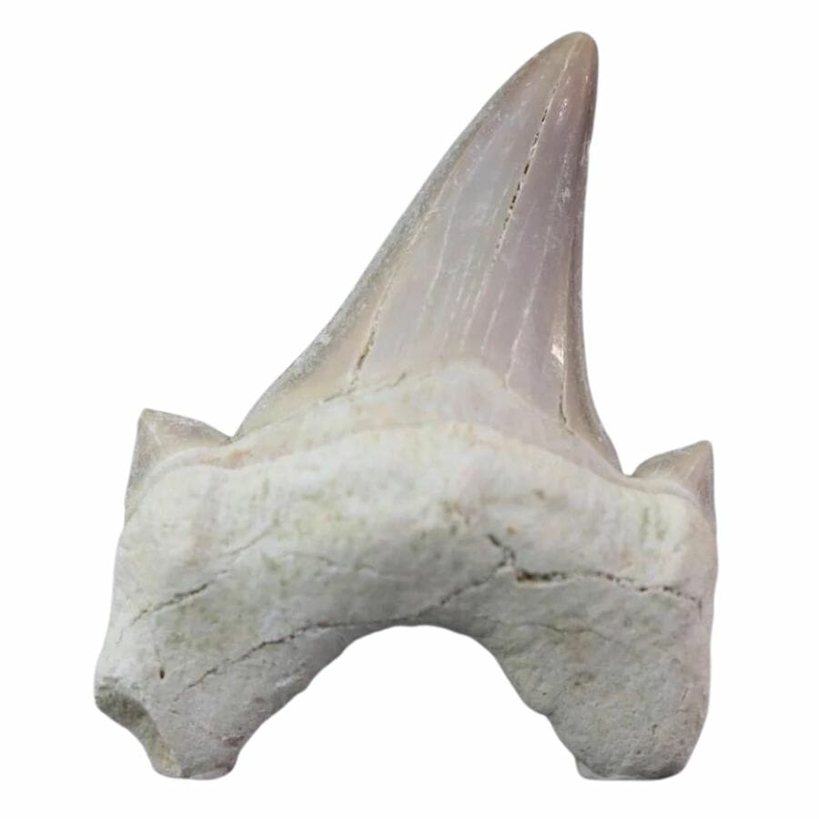 white fossilized shark tooth