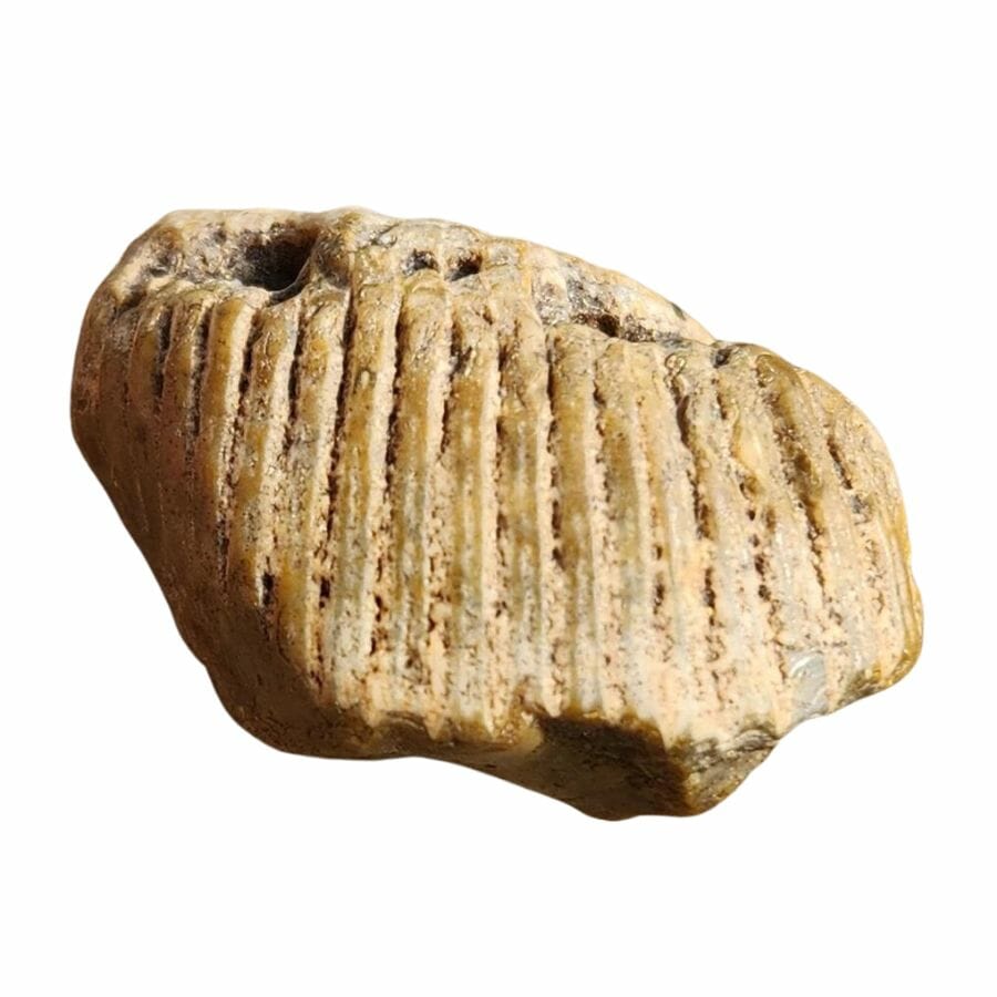 shell fossil fragment showing the ridges of the shell