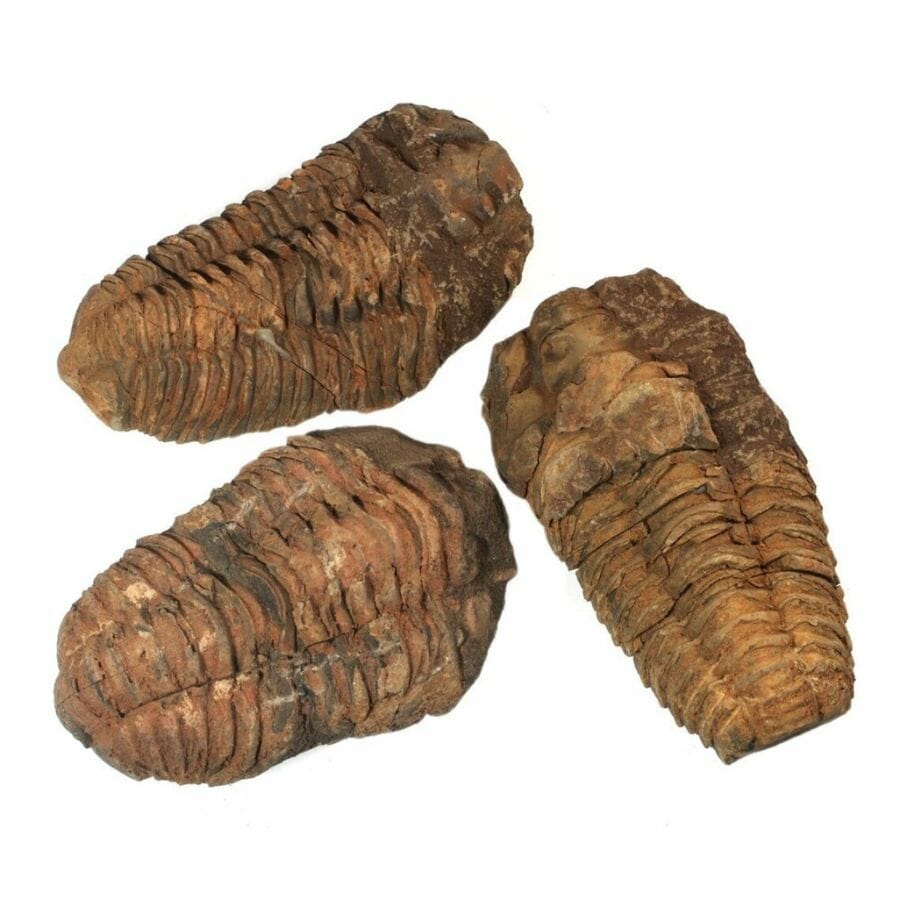 three brown trilobite fossils