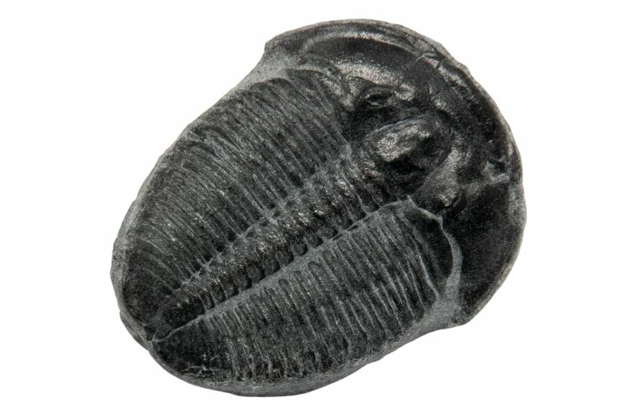 black fossilized trilobite