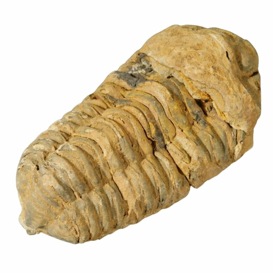 yellowish brown trilobite fossil with visible ridges
