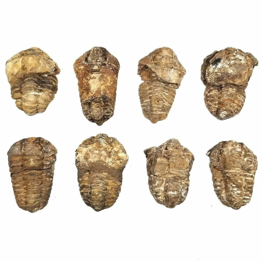 eight trilobite fossils