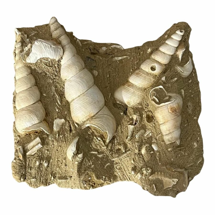 four complete cone-shaped turritella fossils embedded in a matrix