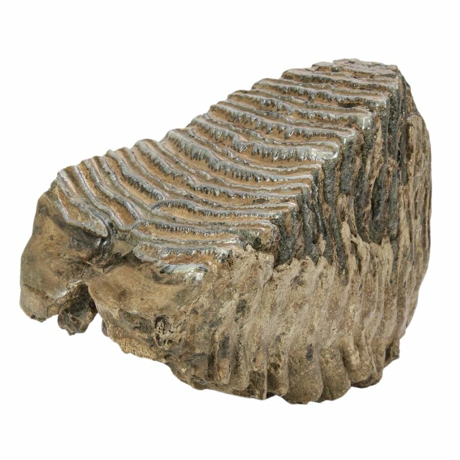 woolly mammoth molar showing clear ridges on the top