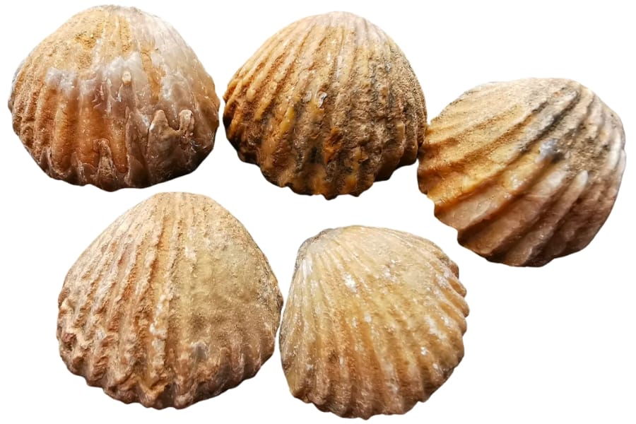 Five pieces of brachiopod fossils