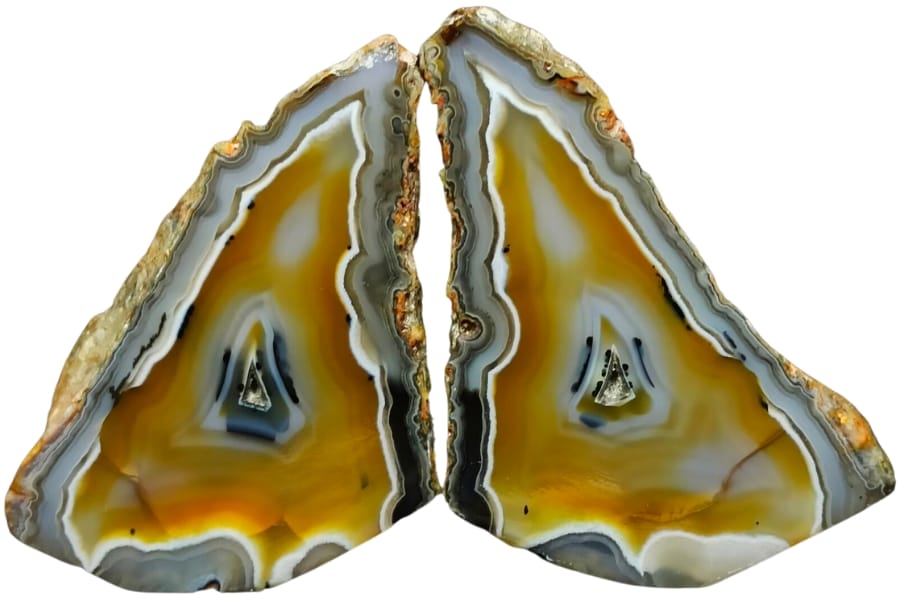 An agate split in the middle and polished to show its vibrant yellow hues with interesting white to yellowish banding