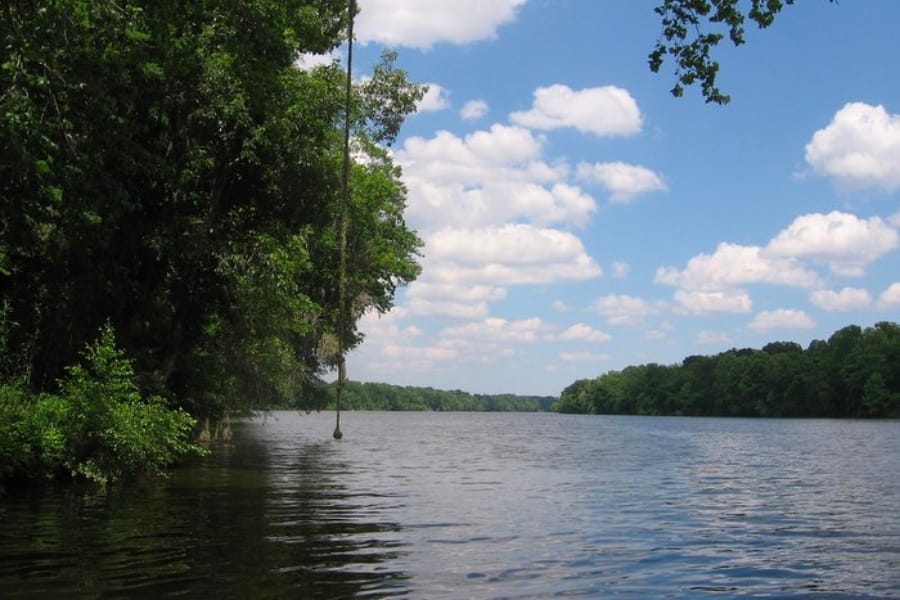 Calm waters of Alabama River surrounded by lush trees