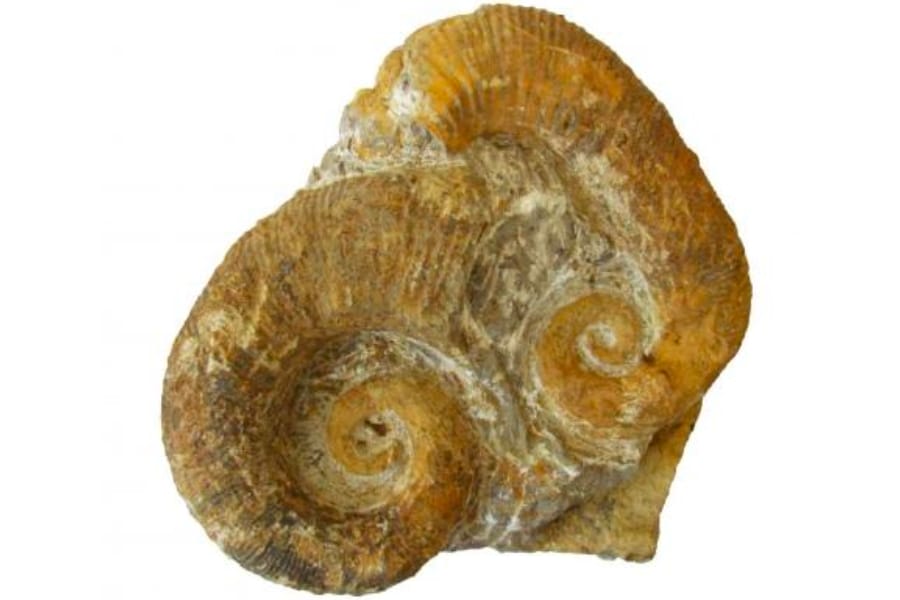 An Ancyloceras heteromorph ammonite fossil