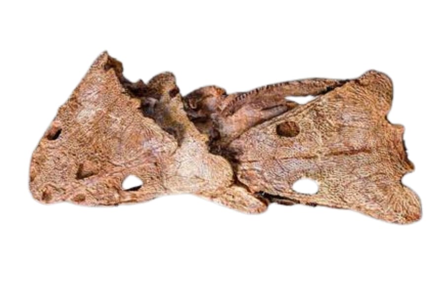 A greatly preserved amphibian skull fossil